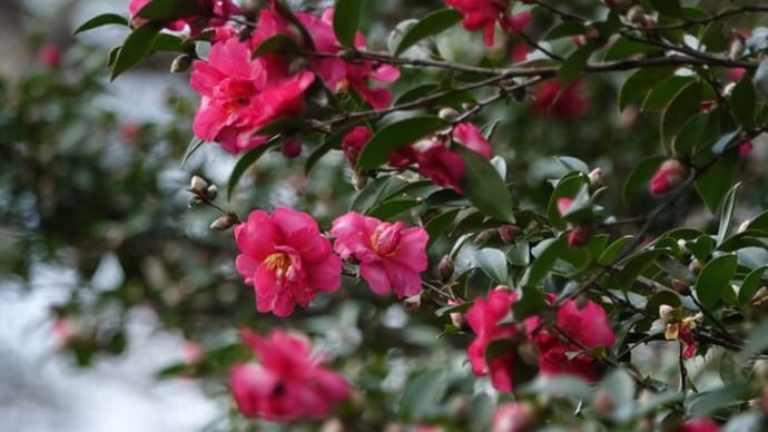 メジロ ~山茶花咲いたら~