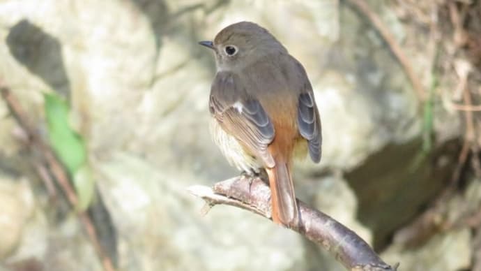 Daurian redstart
