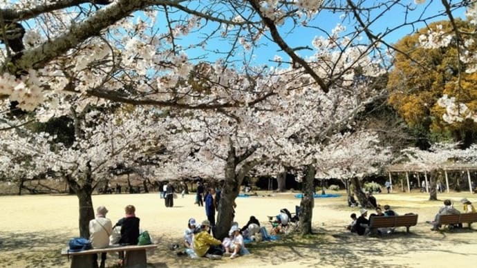 桜満開の道後公園で花見♪(4月4日)