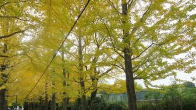 私の中のAUTUMN　in　UTSUNOMIYA