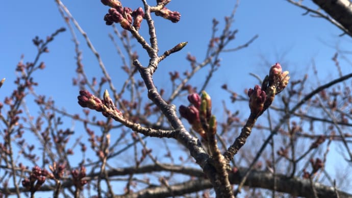 花は咲けども…ちりぬるを…。。