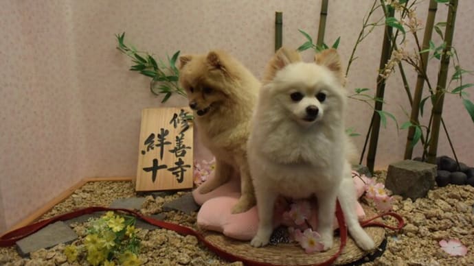 修善寺絆+