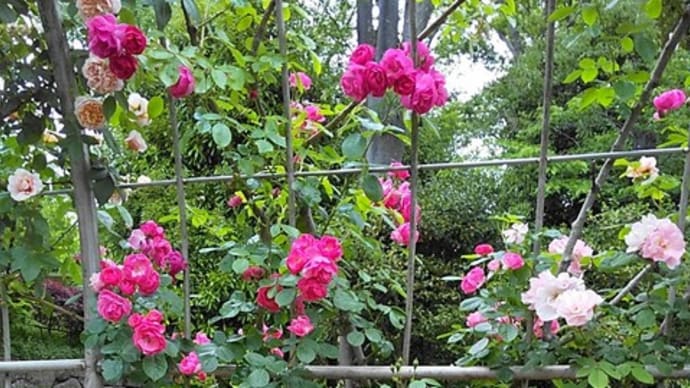 美しき　薔薇に魅せられ　撮りまくる…