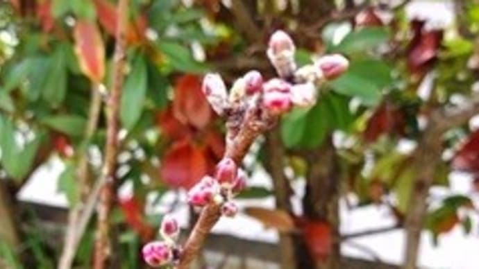 アーモンドの花 桃の花 イチゴが赤くなりました!