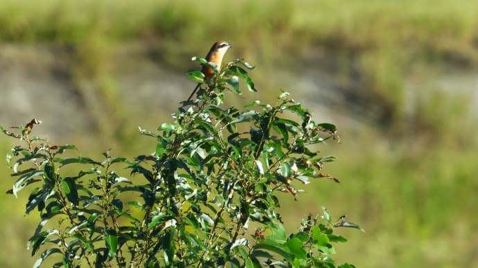 桂川で出会った鳥たち ・・・ 10月11日