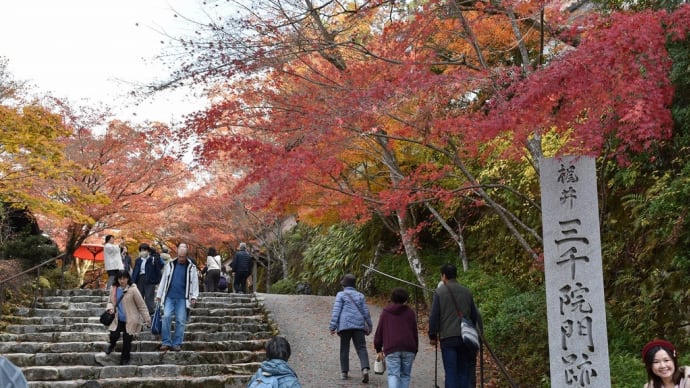 もみじ狩り 2日目ー① 京都市左京区大原来迎院町 三千院門跡(1)特別ダイヤの特急バスで