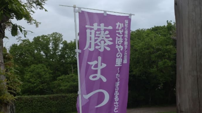かざはやの里の藤と三重県総合文化センターのこいのぼりと三重県総合博物館の「パール 海の宝石、神秘の輝き」