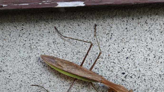 こんちゅうにだい