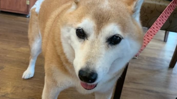こともりぼんもきぃちゃんと(*^。^*)
