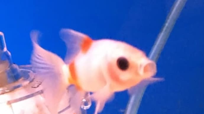 さくらコメット☆彡