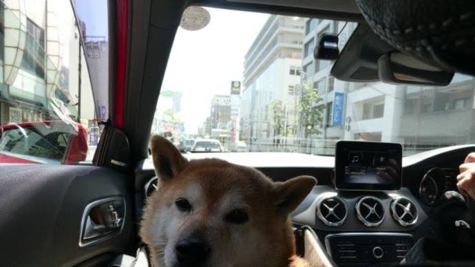 お花畑で お散歩すれば~~ 行きは良い良い 帰りは~~~♬