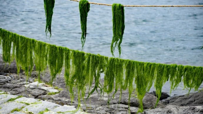 川海苔の収穫