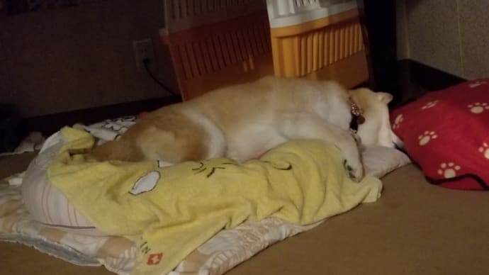 今朝のクリン