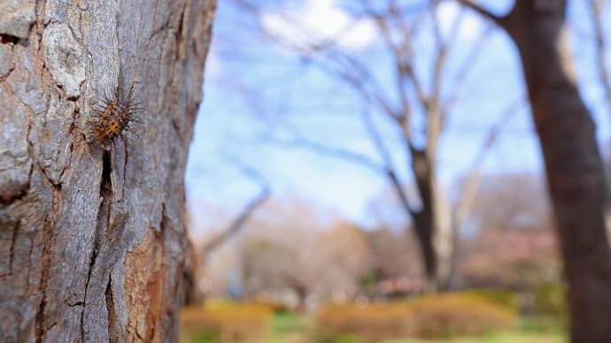 2025年 公園の虫さん!(15)《 ヨコバイのお子ちゃまかな? 》