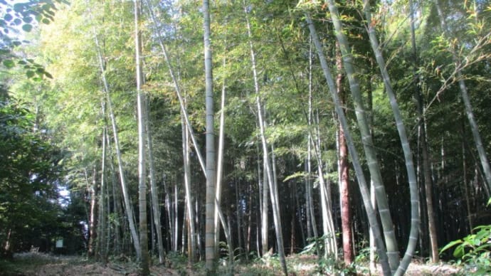 里山からのお持ち帰りは