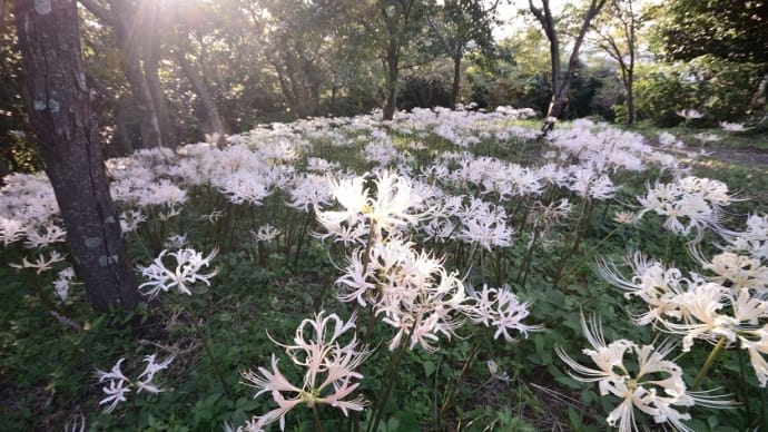 大村・鉢巻山の白い彼岸花 咲きました 2019/9/16 その1