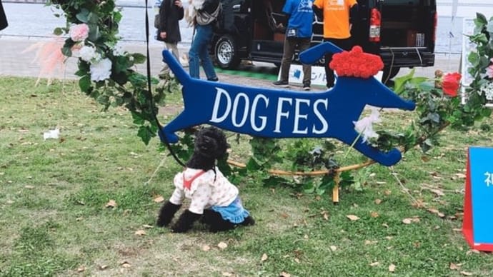 YOKOHAMA GOGO DOG FES 2022