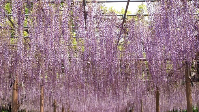 曼陀羅寺公園 藤の花