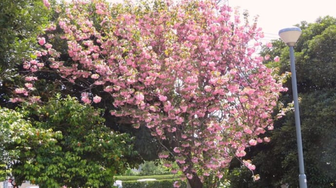 花散歩・満開の八重桜