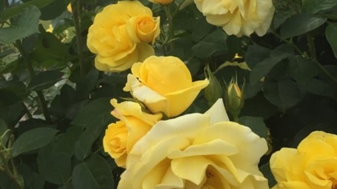 るーくと薔薇