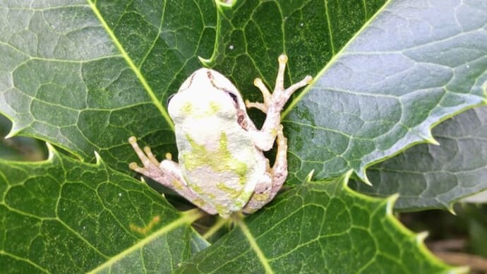 ニホンアマガエル:体の色を変える