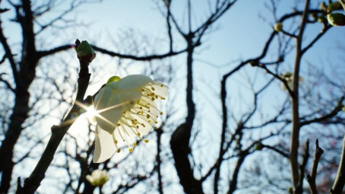 白梅、黄梅、寒桜（足立区都市農業公園 2021.1.16 撮影）