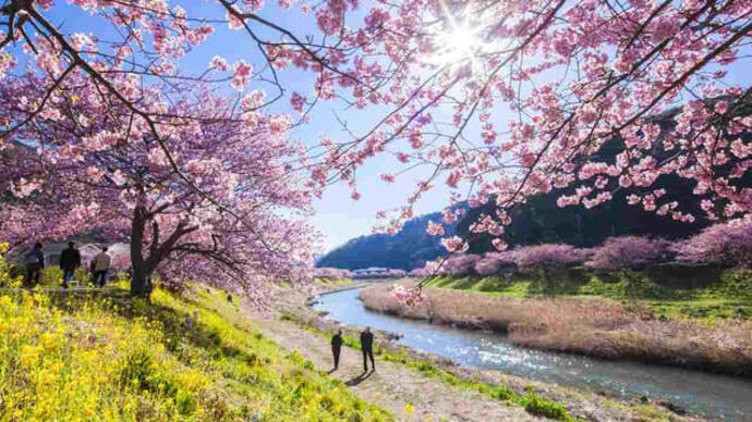静岡県南伊豆町の「みなみの桜と菜の花まつり」始まる　2022年2月1日（火）