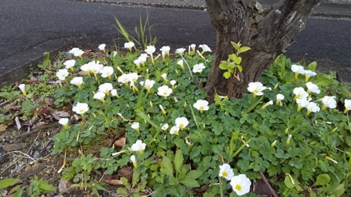 花紀行～フヨウカタバミ