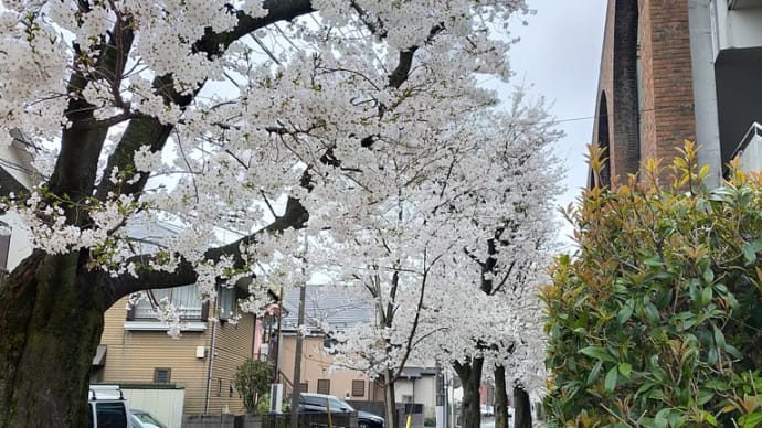 千川小学校です桜満開。