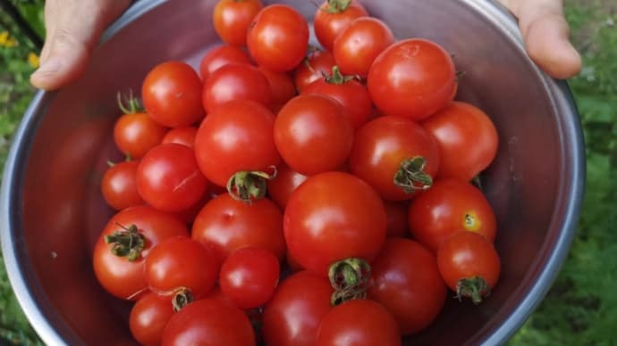 ミニトマトの収穫：家庭菜園日記