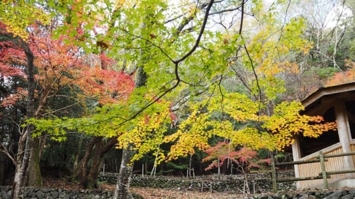 愛媛　隠れた紅葉の名所　愛南町の「篠山公園」