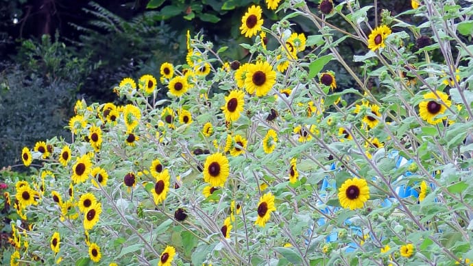 薬を取りがてら、街の花を撮り歩く