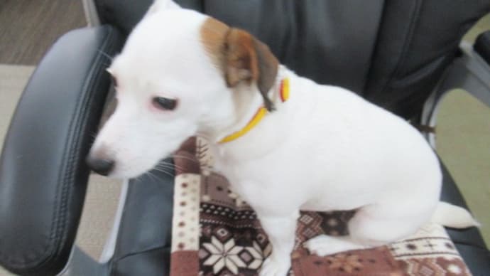 20/02/01 犬の幼稚園BuddyDog