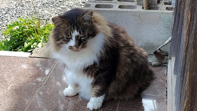 モコの日常。