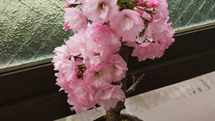 サクラの植木。