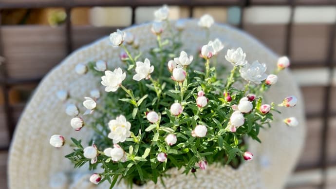 花かんざしのハンギングとマッサージガン(筋膜リリースハンディガン)