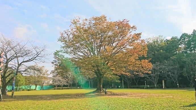 ついでながらの秋散歩《野の花マニア》
