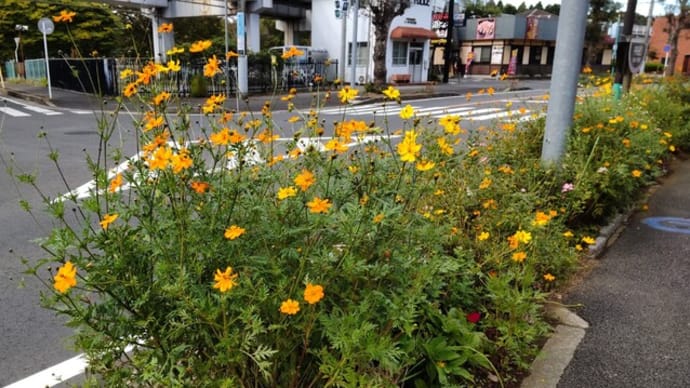 路傍の花