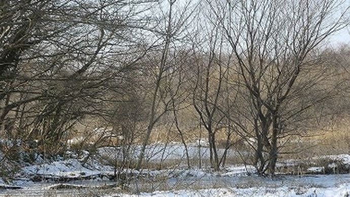 北本自然観察公園の探鳥散歩の終章は…幸福の青い鳥…ルリビタキ