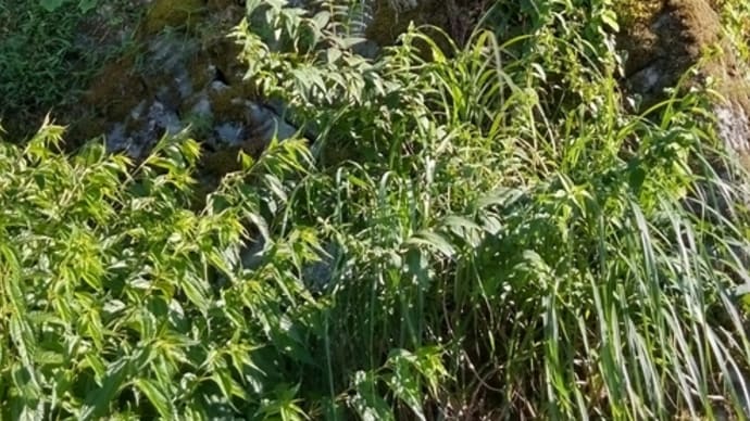 湯の華観音のある(自説)観音寺跡遺跡の石垣・山口県下関市一の俣