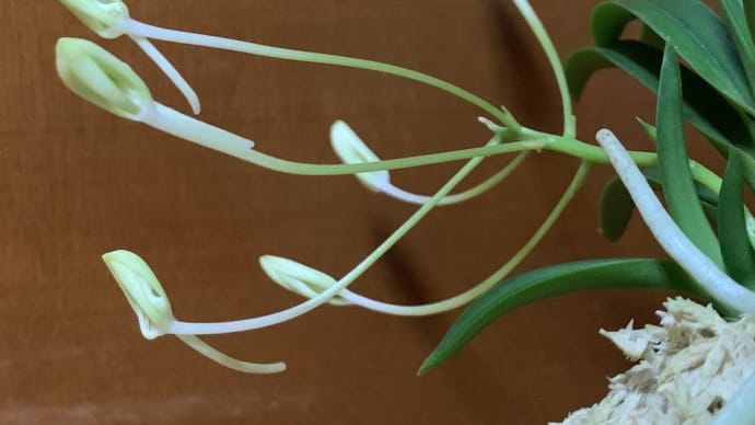 三翠殿