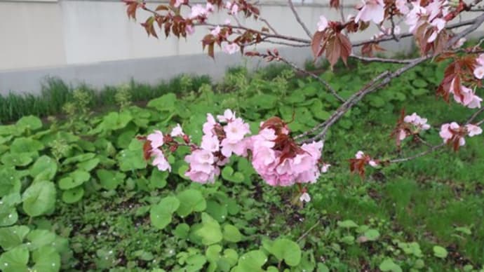 GW花見2025②