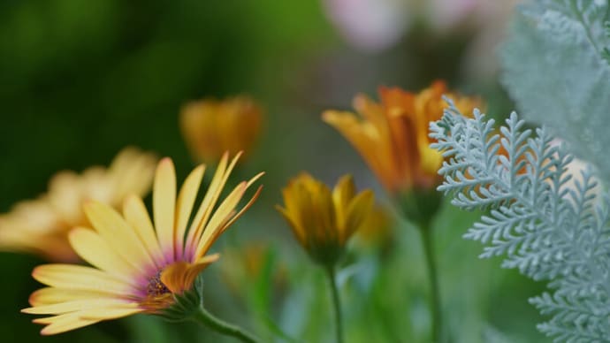 ●我が家の５月の花（7）　オステオスペルマム　シルバーレース　ラナンキュラス　寄せ植え