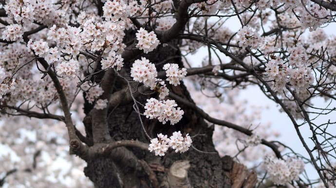 ★素敵な桜②🌸　2022