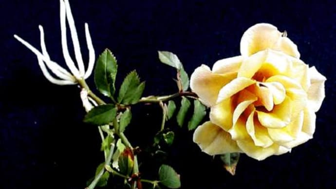啓蟄－ひふみの薔薇－
