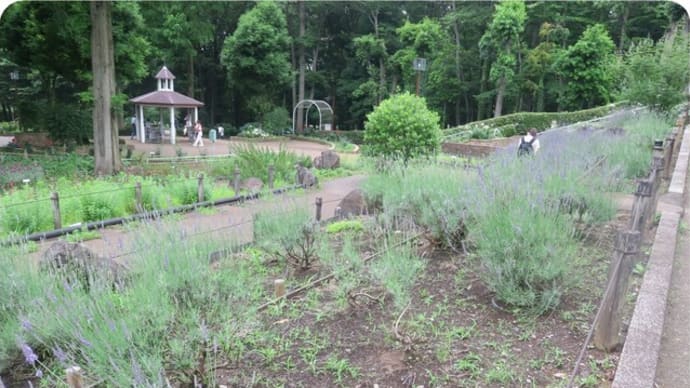 相模原北公園のアナベル(バラ編)