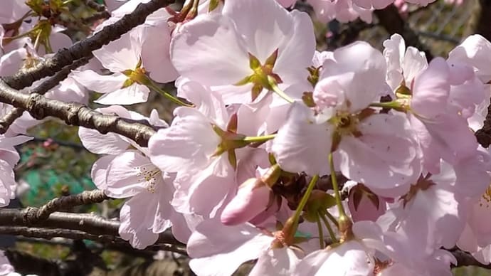 お花見🌸