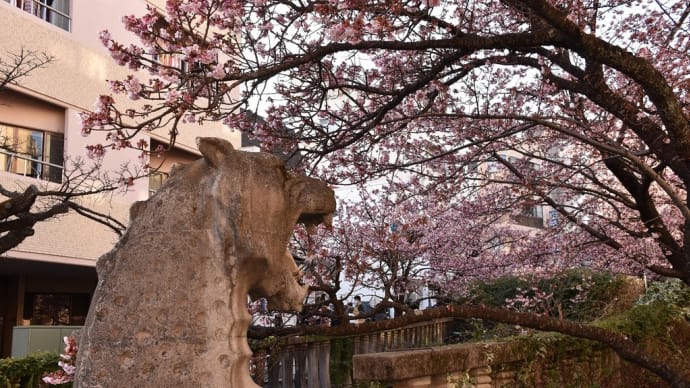 さくら狩り 静岡県熱海市 第13回あたみ桜糸川桜まつり(4)ドラゴン橋と熱海桜