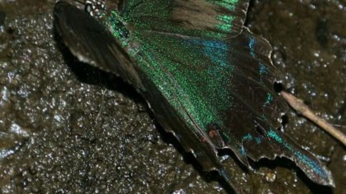 7月三回目の教室 虹色に輝く生き物たち