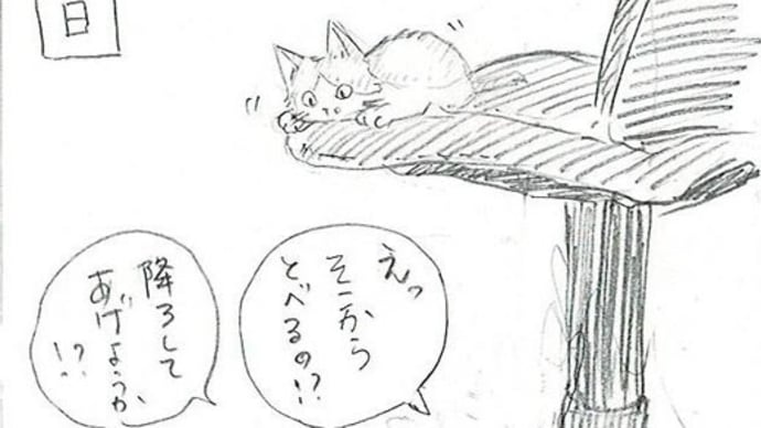 【ねこ漫画】子猫の成長すごい